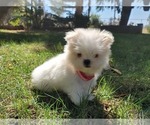 Small Photo #4 Shih-Poo Puppy For Sale in LOS ANGELES, CA, USA