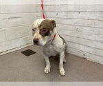 Small American Pit Bull Terrier