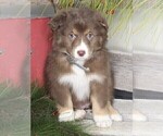 Small Australian Shepherd