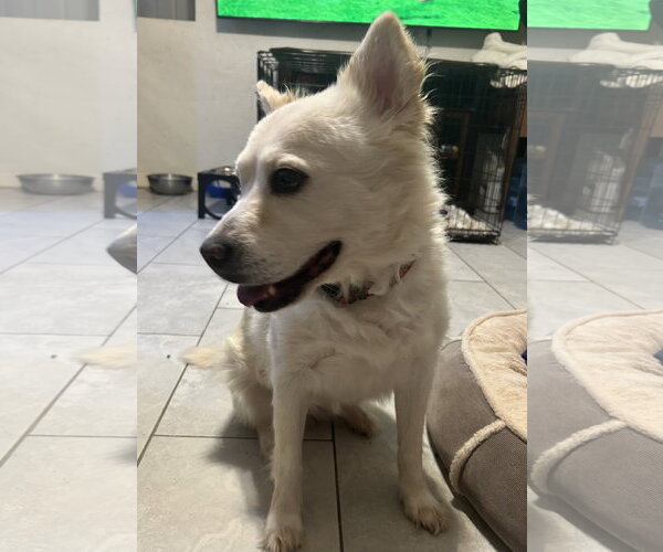 Medium Photo #2 Unknown-pomeranian spitz Mix Puppy For Sale in Queen Creek, AZ, USA