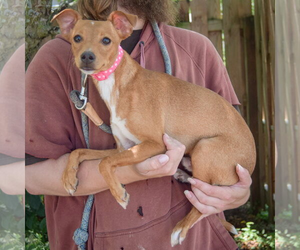 Medium Photo #2 Daug Puppy For Sale in Huntley, IL, USA