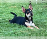 Small Mutt