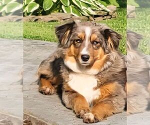 Mother of the Miniature Australian Shepherd puppies born on 12/17/2025