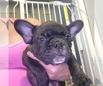 Image preview for Ad Listing. Nickname: Litter of 2