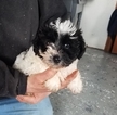 Small Photo #1 Yo-Chon Puppy For Sale in ARTHUR, IL, USA
