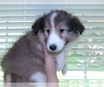 Puppy Aviva Shetland Sheepdog