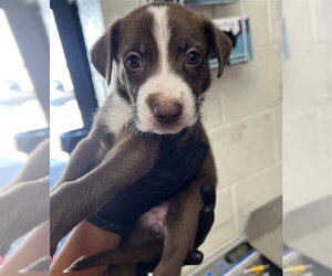 Mutt Dogs for adoption in San Bernardino, CA, USA