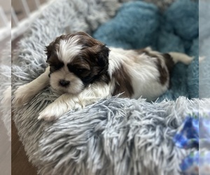 Medium Shih Tzu