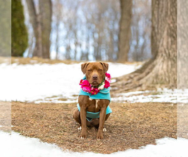 Medium Photo #4 Mutt Puppy For Sale in Unionville, PA, USA