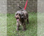 Small Photo #3 Aussiedoodle Miniature  Puppy For Sale in Garner, NC, USA
