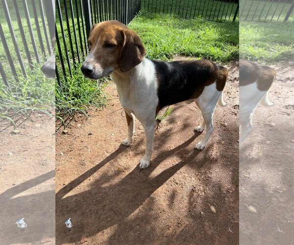 Medium Photo #3 American Foxhound-Unknown Mix Puppy For Sale in Forest, VA, USA