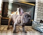 Small Photo #17 French Bulldog Puppy For Sale in OSHKOSH, WI, USA