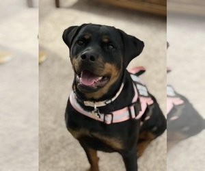 Mother of the Rottweiler puppies born on 02/05/2025