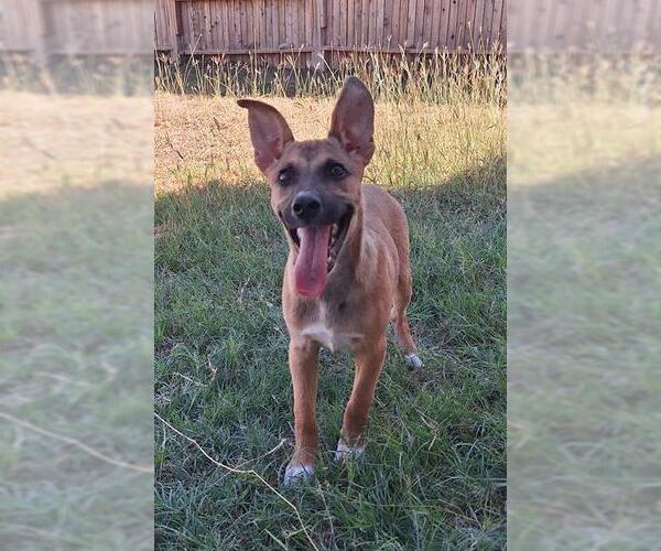 Medium Photo #1 German Shepherd Dog-Unknown Mix Puppy For Sale in San Antonio, TX, USA