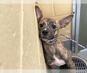 Mutt Dogs for adoption in Tulsa, OK, USA