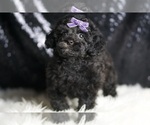 Small #5 Poodle (Toy)
