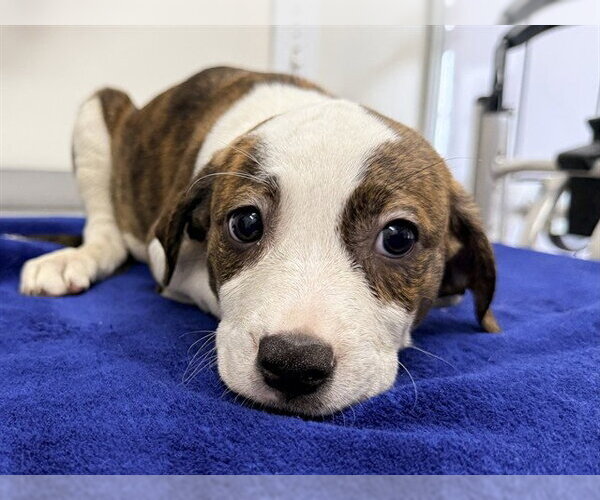Medium Photo #1 Labrador Retriever-Unknown Mix Puppy For Sale in San Clemente, CA, USA