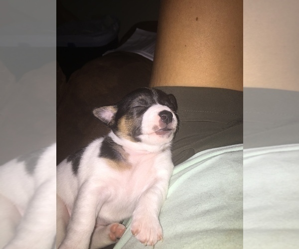 Medium Photo #1 Jack Russell Terrier Puppy For Sale in INTERLAKEN, NY, USA