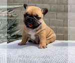 Puppy 2 French Bulldog