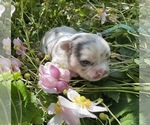 Small Photo #13 Bullhuahua-Chihuahua Mix Puppy For Sale in RAWSONVILLE, MI, USA