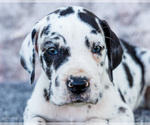 Small #1 Great Dane