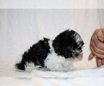 Small #31 ShihPoo