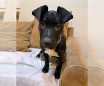 Small #3 Catahoula Leopard Dog-Labrador Retriever Mix