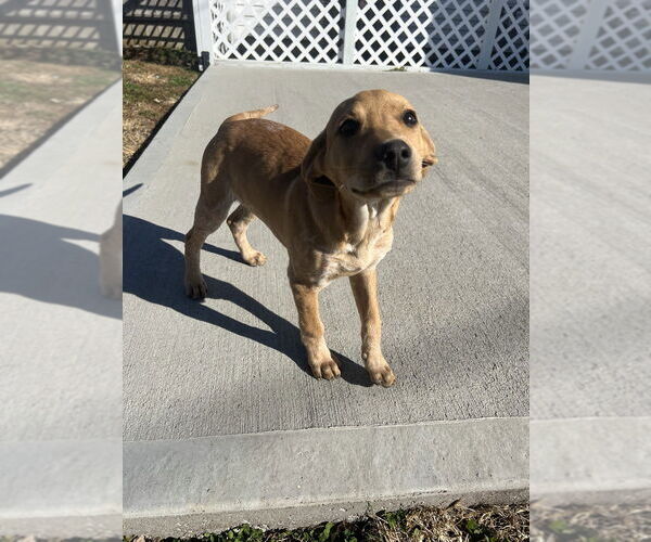 Medium Photo #3 Labrador Retriever-Unknown Mix Puppy For Sale in Aurora, IN, USA