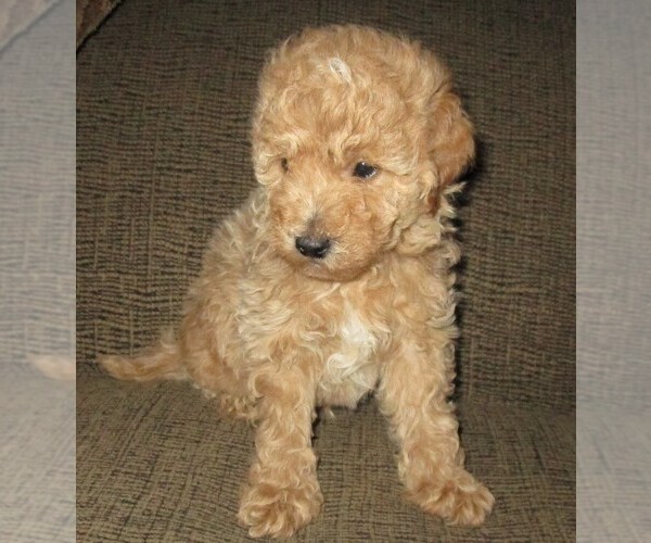 Medium Photo #7 Labradoodle Puppy For Sale in LINCOLN, AL, USA
