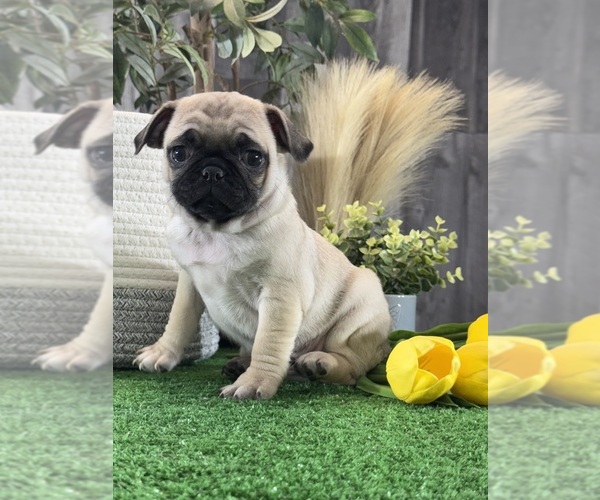 Medium Photo #2 Pug Puppy For Sale in CANOGA, NY, USA
