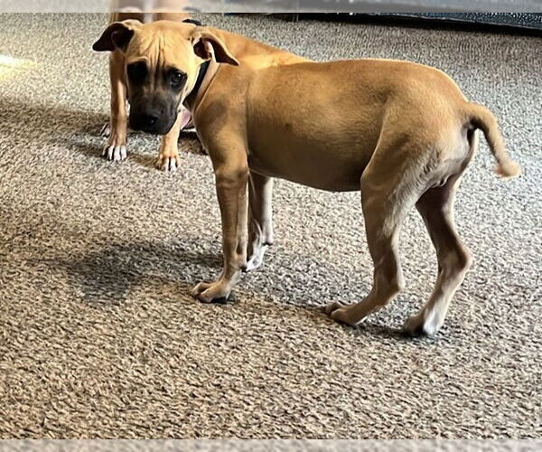 Medium Photo #3 Boxer-Rhodesian Ridgeback Mix Puppy For Sale in Crossville, AL, USA
