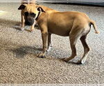 Small #2 Boxer-Rhodesian Ridgeback Mix