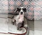 Small #2 Poodle (Miniature)