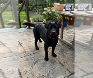 Mutt Dogs for adoption in Genesee, WI, USA