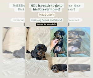 Dachshund Puppy for sale in GAMALIEL, AR, USA
