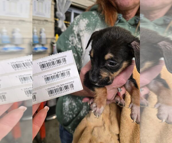 Medium Photo #3 Mutt Puppy For Sale in Foristell, MO, USA