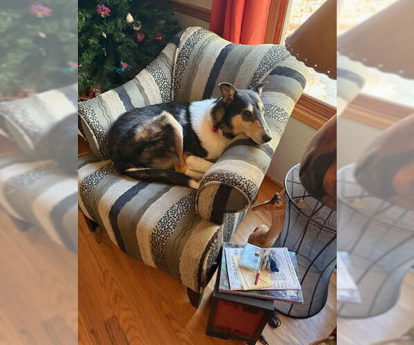 Medium Photo #1 Collie Puppy For Sale in Pueblo West, CO, USA