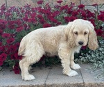 Small #1 Cocker Spaniel