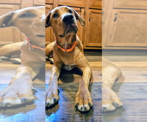 Mountain Cur-Unknown Mix Dogs for adoption in New London, WI, USA