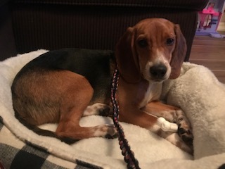 Medium Photo #1 Beagle Puppy For Sale in GILBERT, AZ, USA