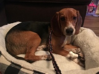 Beagle Puppy for sale in GILBERT, AZ, USA