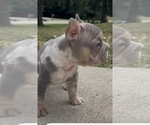 Small #4 French Bulldog
