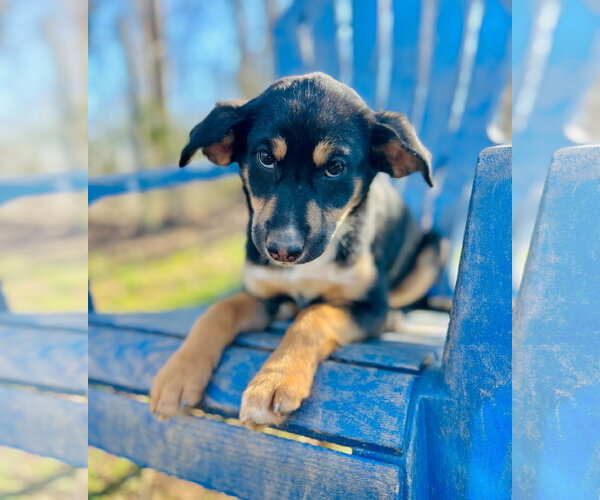 Medium Photo #4 Australian Shepherd-Unknown Mix Puppy For Sale in Pacolet, SC, USA