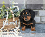 Small #1 Dachshund