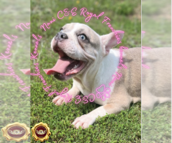 Medium Photo #1 English Bulldog Puppy For Sale in ATHENS, GA, USA