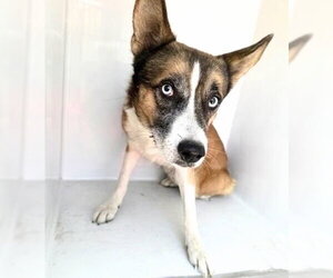 Siberian Husky-Unknown Mix Dogs for adoption in Houston, TX, USA