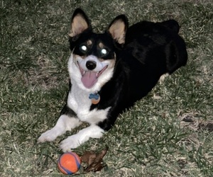 Mother of the American Corgi puppies born on 03/21/2026