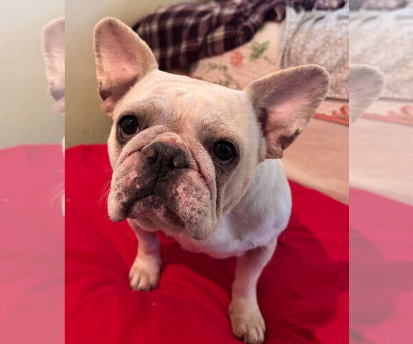 Medium Photo #7 French Bulldog Puppy For Sale in Claremore, OK, USA