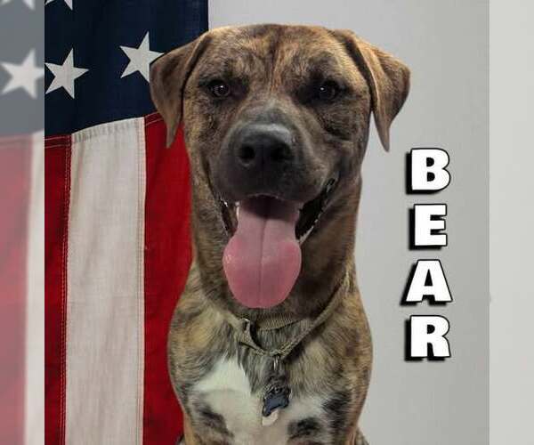 Medium Photo #6 Mastiff-Unknown Mix Puppy For Sale in Westminster, MD, USA