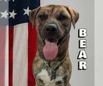 Small #5 Mastiff Mix